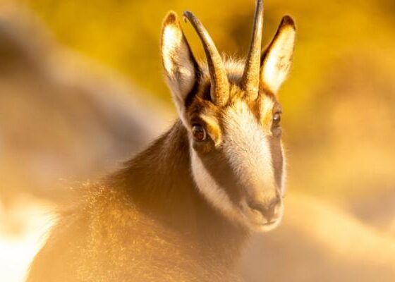 Ausstellung "Leidenschaft Karwendel" Ausstellung "Leidenschaft Karwendel"
