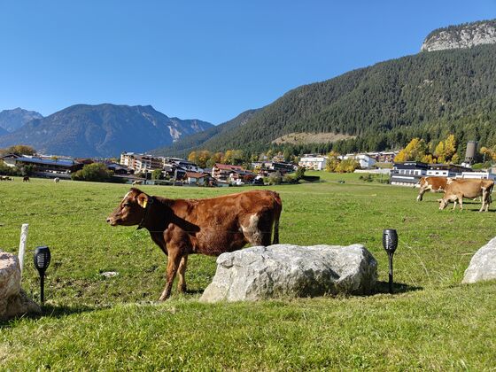 Bichler's Alpennest